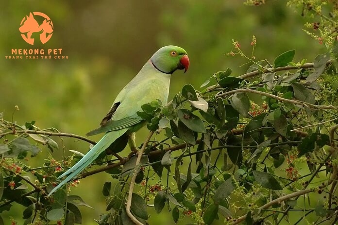 Tìm Hiểu Về Vẹt Ringneck: Loài Vẹt Thông Minh Và Đáng Yêu